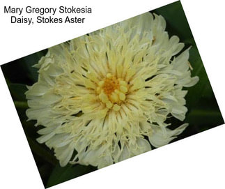 Mary Gregory Stokesia Daisy, Stokes Aster