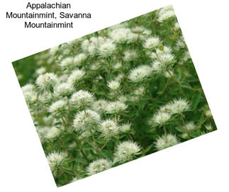 Appalachian Mountainmint, Savanna Mountainmint