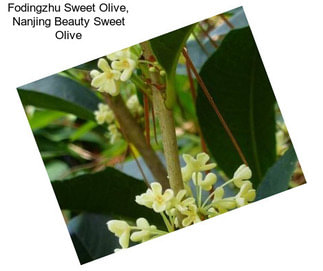 Fodingzhu Sweet Olive, Nanjing Beauty Sweet Olive