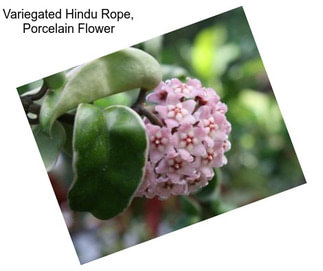 Variegated Hindu Rope, Porcelain Flower