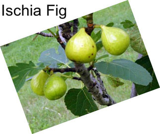 Ischia Fig