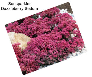 Sunsparkler Dazzleberry Sedum