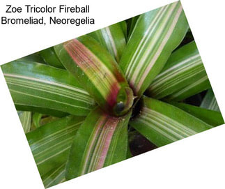 Zoe Tricolor Fireball Bromeliad, Neoregelia