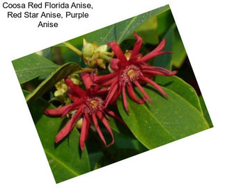 Coosa Red Florida Anise, Red Star Anise, Purple Anise