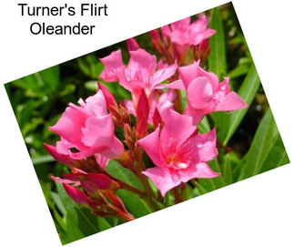 Turner\'s Flirt Oleander