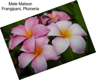 Mele Matson Frangipani, Plumeria