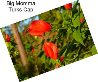 Big Momma Turks Cap