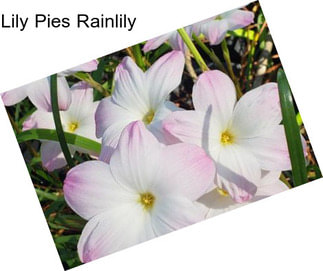 Lily Pies Rainlily