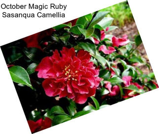 October Magic Ruby Sasanqua Camellia