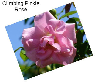 Climbing Pinkie Rose