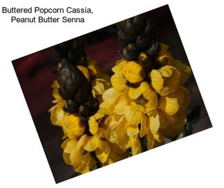 Buttered Popcorn Cassia, Peanut Butter Senna
