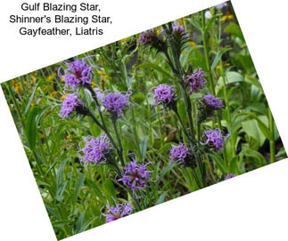 Gulf Blazing Star, Shinner\'s Blazing Star, Gayfeather, Liatris