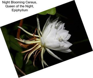 Night Blooming Cereus, Queen of the Night, Epiphyllum