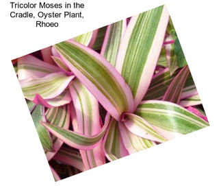 Tricolor Moses in the Cradle, Oyster Plant, Rhoeo