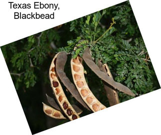 Texas Ebony, Blackbead