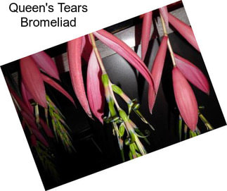 Queen\'s Tears Bromeliad
