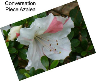 Conversation Piece Azalea