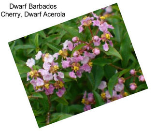 Dwarf Barbados Cherry, Dwarf Acerola