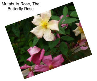 Mutabulis Rose, The Butterfly Rose