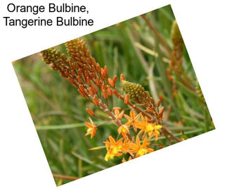 Orange Bulbine, Tangerine Bulbine