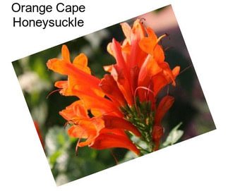 Orange Cape Honeysuckle