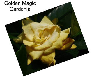Golden Magic Gardenia