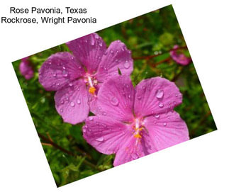 Rose Pavonia, Texas Rockrose, Wright Pavonia