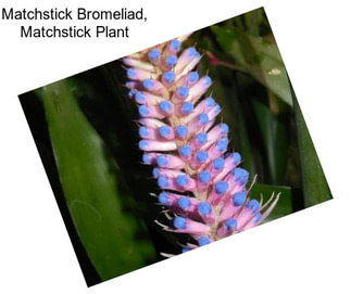 Matchstick Bromeliad, Matchstick Plant