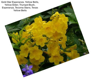 Gold Star Esperanza, Yellow Bells, Yellow Elder, Trumpet Bush, Esperanza, Tecoma Stans, Texas Yellow Bells