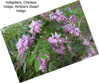 Indigofera, Chinese Indigo, Kirilow\'s Dwarf Indigo