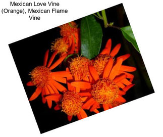 Mexican Love Vine (Orange), Mexican Flame Vine