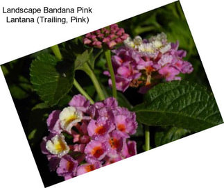 Landscape Bandana Pink Lantana (Trailing, Pink)