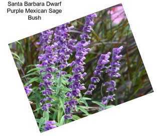 Santa Barbara Dwarf Purple Mexican Sage Bush