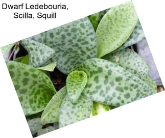 Dwarf Ledebouria, Scilla, Squill