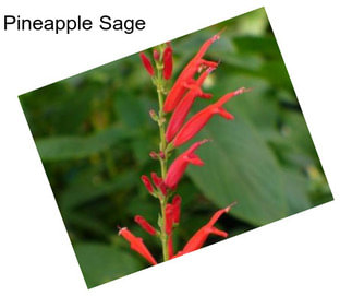 Pineapple Sage