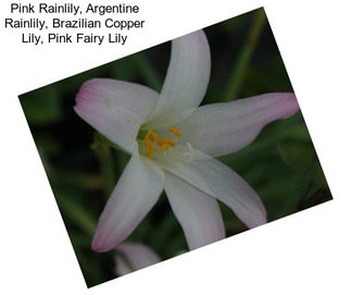 Pink Rainlily, Argentine Rainlily, Brazilian Copper Lily, Pink Fairy Lily