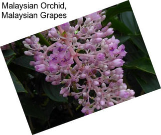 Malaysian Orchid, Malaysian Grapes
