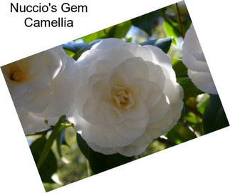 Nuccio\'s Gem Camellia