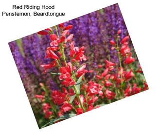 Red Riding Hood Penstemon, Beardtongue