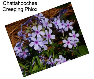 Chattahoochee Creeping Phlox