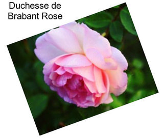 Duchesse de Brabant Rose