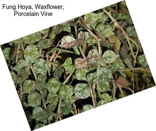 Fung Hoya, Waxflower, Porcelain Vine