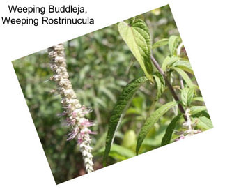 Weeping Buddleja, Weeping Rostrinucula