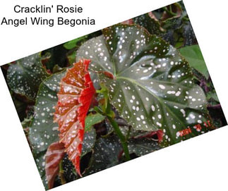 Cracklin\' Rosie Angel Wing Begonia