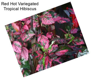 Red Hot Variegated Tropical Hibiscus