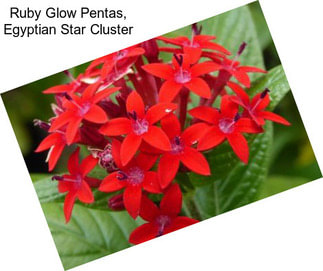 Ruby Glow Pentas, Egyptian Star Cluster