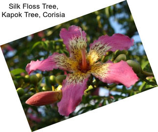 Silk Floss Tree, Kapok Tree, Corisia