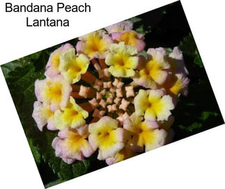 Bandana Peach Lantana