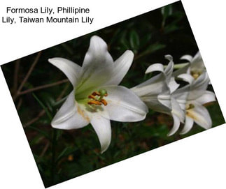 Formosa Lily, Phillipine Lily, Taiwan Mountain Lily