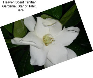 Heaven Scent Tahitian Gardenia, Star of Tahiti, Tiare